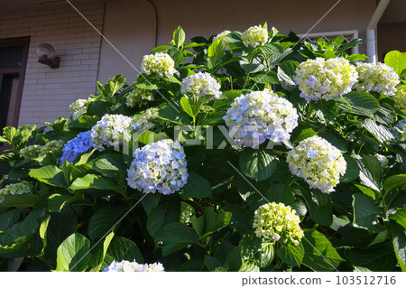 [繡球花] 公園休息處盛開的花朵 103512716