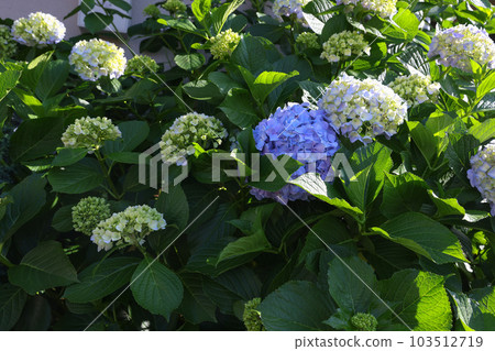 [繡球花] 公園休息處盛開的花朵 103512719