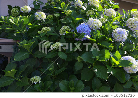 [繡球花] 公園休息處盛開的花朵 103512720