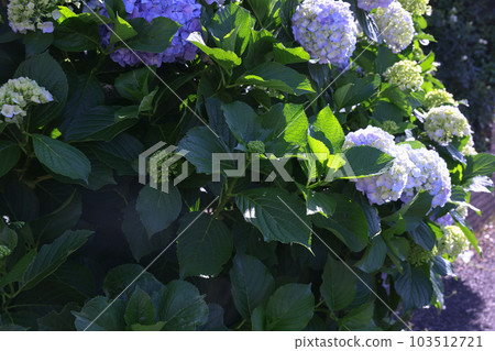 [繡球花] 公園休息處盛開的花朵 103512721