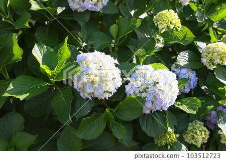 [繡球花] 公園休息處盛開的花朵 103512723