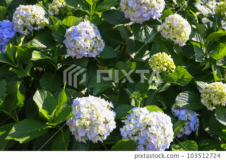 [繡球花] 公園休息處盛開的花朵 103512724