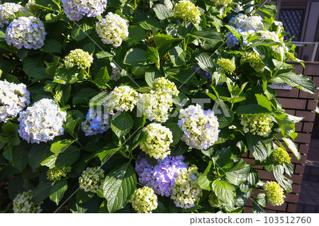 [繡球花] 公園休息處盛開的花朵 103512760