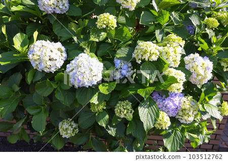 [繡球花] 公園休息處盛開的花朵 103512762