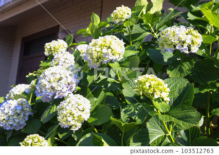 [繡球花] 公園休息處盛開的花朵 103512763