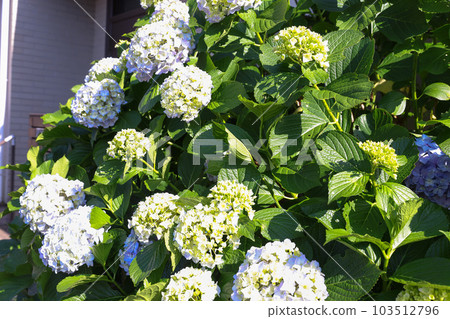 [繡球花] 公園休息處盛開的花朵 103512796