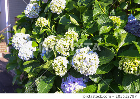 [繡球花] 公園休息處盛開的花朵 103512797