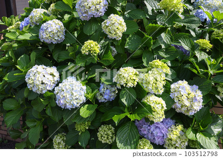 [繡球花] 公園休息處盛開的花朵 103512798