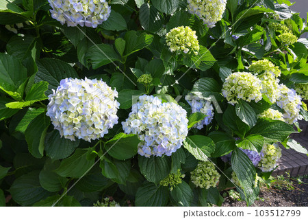 [Hydrangea] Flowers blooming at the resting place in the park 103512799