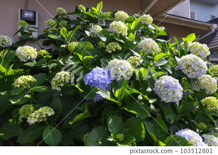 [繡球花] 公園休息處盛開的花朵 103512801