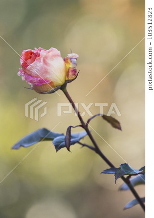 Tokyo Jindai Botanical Gardens Bewitching roses that bloom in warm spring [flowers and plants] 103512823