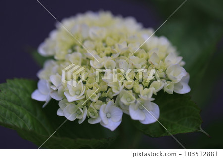 繡球1290 103512881