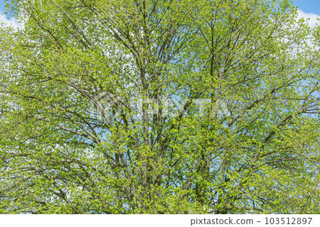 Tree branches background at spring day. 103512897
