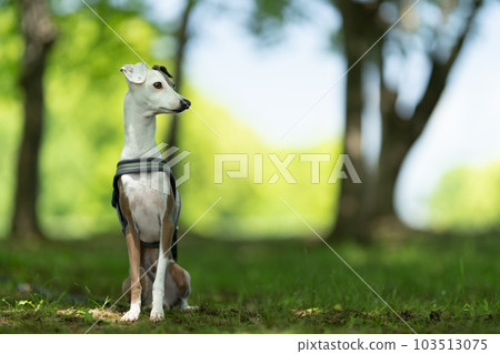 狗和空白 103513075