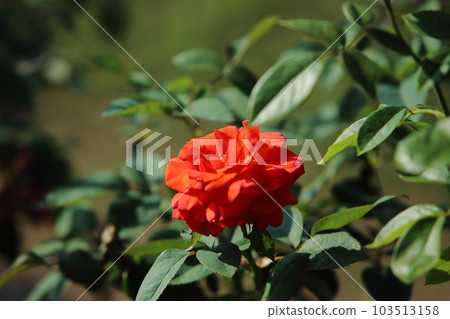 Arao City Ominous Citizen Flower Bed Rose Flower, 103513158