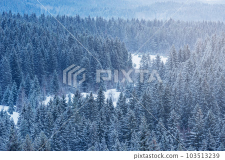 Spruce trees forest in the mountains at winter morning. Spruce trees forest in the mountains at winter morning. 103513239