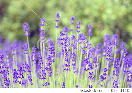 English · lavender English · lavender 103513468