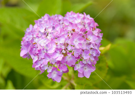 Western hydrangea Western hydrangea 103513493