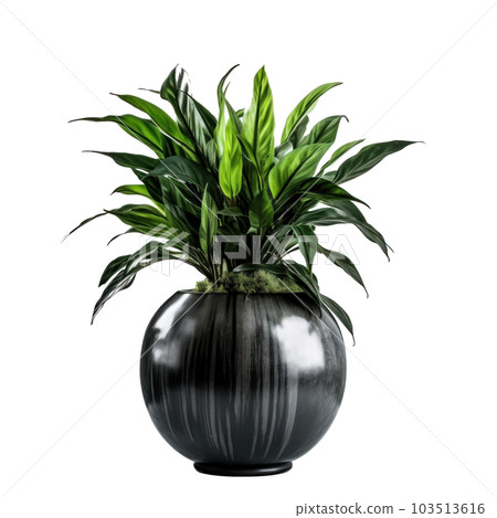 Home plant in flower pot isolated. Illustration AI Generative Home plant in flower pot isolated. Illustration AI Generative 103513616