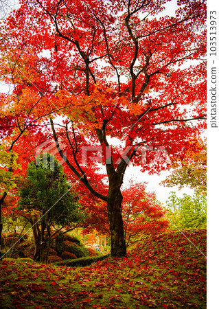 [Nikko City, Tochigi Prefecture] Kirifuri Falls 103513973