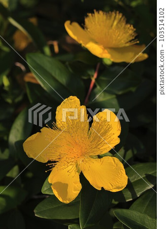 Western golden plum 103514102