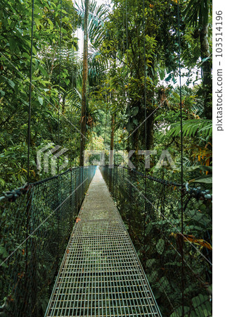 Hanging Bridges in cloud forest Monteverde - Costa Rica. Suspension bridge in tropical rain forest 103514196