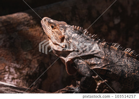 Green iguana on tree in tropical rainforest, Rio Tempisque Guanacaste, Costa Rica wildlife Green iguana on tree in tropical rainforest, Rio Tempisque Guanacaste, Costa Rica wildlife 103514257