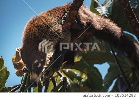 White-nosed Coati, Nasua narica, green grass habitat National Park Manuel Antonio, Costa Rica. Animal in the forest. Mammal in the nature .Animal from tropical Costa Rica. Very long tail. White-nosed Coati, Nasua narica, green grass habitat National Park Manuel Antonio, Costa Rica. Animal in the forest. Mammal in the nature .Animal from tropical Costa Rica. Very long tail. 103514298