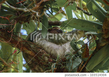 Cute sloth hanging on tree branch. Perfect portrait of wild animal in the Rainforest of Costa Rica scratching the belly, Bradypus variegatus, brown-throated three-toed sloth. 103514304