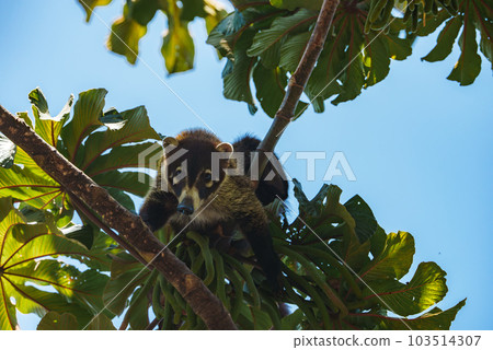 White-nosed Coati, Nasua narica, green grass habitat National Park Manuel Antonio, Costa Rica. Animal in the forest. Mammal in the nature .Animal from tropical Costa Rica. Very long tail. 103514307