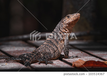 Green iguana on tree in tropical rainforest, Rio Tempisque Guanacaste, Costa Rica wildlife 103514367