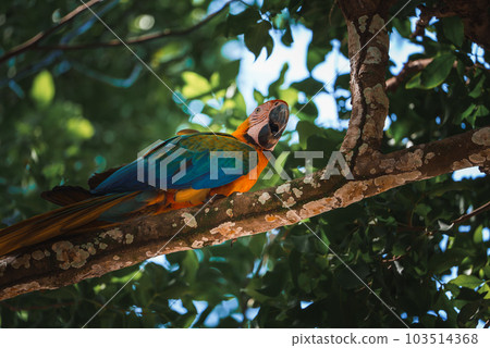 Red parrot Scarlet Macaw, Ara macao, bird sitting on the pal tree trunk, Panama. Wildlife scene from tropical forest. Beautiful parrot on green tree in nature habitat. Red parrot Scarlet Macaw, Ara macao, bird sitting on the pal tree trunk, Panama. Wildlife scene from tropical forest. Beautiful parrot on green tree in nature habitat. 103514368