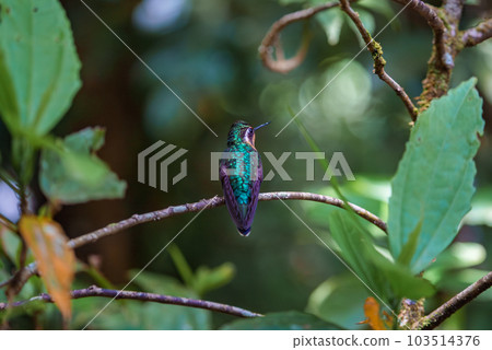Green Hermit, Phaethornis guy, rare hummingbird from Costa Rica, green bird 103514376