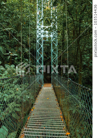 Hanging Bridges in cloud forest Monteverde - Costa Rica. Suspension bridge in tropical rain forest Hanging Bridges in cloud forest Monteverde - Costa Rica. Suspension bridge in tropical rain forest 103514436
