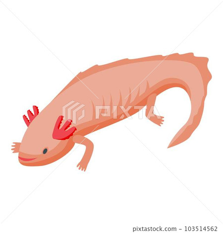 Axolotl lizard icon. Isometric of axolotl lizard vector icon for web design isolated on white background 103514562