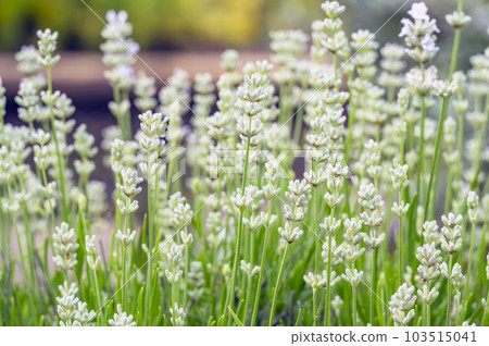 spike lavender 103515041