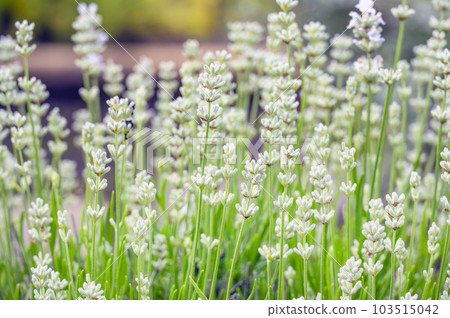 spike lavender 103515042