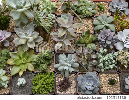 Cactuses succulents growing in pots Cactuses succulents growing in pots 103515186
