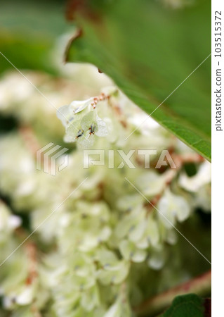 Japanese knotweed with lots of cute little white flowers (using macro lens, outdoor natural light, close-up photo) Japanese knotweed with lots of cute little white flowers (using macro lens, outdoor natural light, close-up photo) 103515372