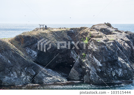 國家天然紀念物蘇特拉島黑尾鷗繁殖地 103515444
