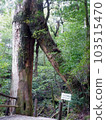 Cedar of Yakushima 011 103515470