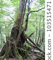 Cedar of Yakushima 012 103515471