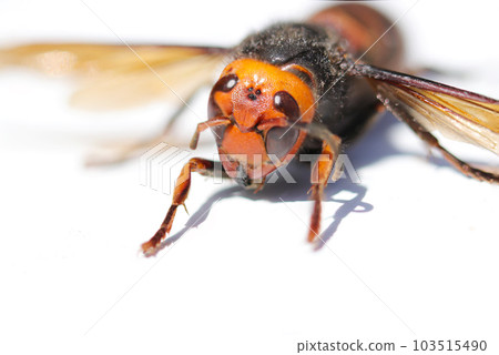 大黃蜂的特寫圖像（使用微距鏡頭，室外特寫圖像，同時仍在白色木製花園桌上） 103515490