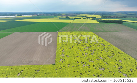 Field vole common Microtus arvalis oilseed disaster extremely attacked rape Brassica napus drone aerial plant infested short-tailed pest rodent grey-brown overpopulation yield damage Europe 103515522