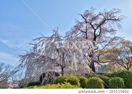 Gion branch cherry blossoms of Maruyama Park Gion branch cherry blossoms of Maruyama Park 103515602
