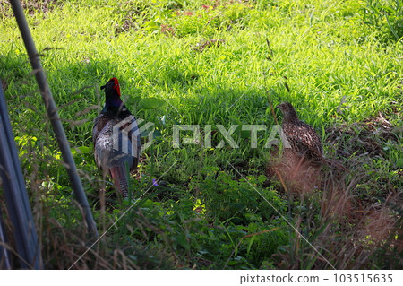 A pheasant taking a walk 103515635