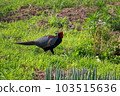 散步的野雞 103515636