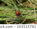 Lycaena phlaeas 103515781