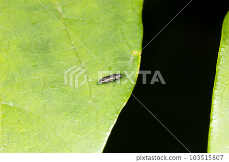 Warbler jewel beetle 103515807