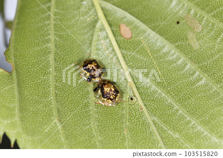 Semon ginga salmon 103515820